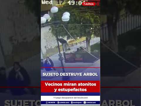 Joven rompe rama de árbol en el boulevard de Tarma ante la mirada de transeúntes. #Tarma #Junín
