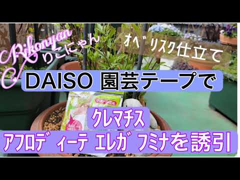 園芸 バーニング クレマチス、フレーム クレマチス、ペッパー クレマチス、フレグランス クレマチス