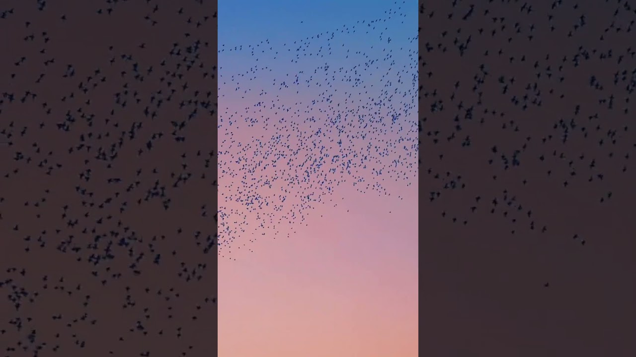 鳥と夕焼けは、黄昏が人間に贈る詩。そしてそれは、今この瞬間、私が最も伝えたい優しさです。