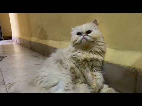 Babu’s journey throughout❤️