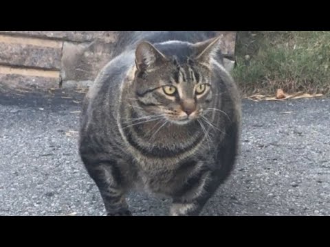 This Is The Strongest Cat Breed In The World