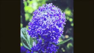 Heathered Pearls - Endless Tunneling (Bonus Track)