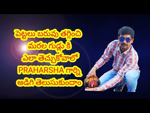 పెట్టలు బరువు తగ్గించి మరల గుడ్లు కి ఎలా తెచ్చుకోవాలో PRAHARSHA గార్ని అడిగి తెలుసుకుందాం.part ..9