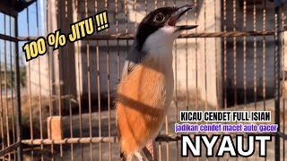 Download lagu cendet gacor JITU full BONGKAR ISIAN,, PANCINGAN CENDET AGAR BUNYI bikin BURUNG PENTET GACOR NYAUT mp3