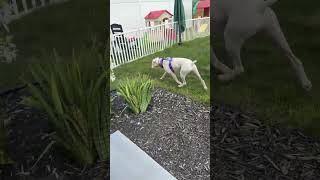 Video preview image #1 Boxer Puppy For Sale in Woodbury, MN, USA