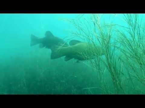 Zärtliche Schleien, Burkheimer Baggersee,Baden Württemberg,Deutschland