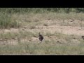 Baboons killing monkey at Letaba, Kruger Park ...