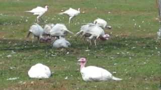 preview picture of video 'Farm raised domesticated white turkeys'