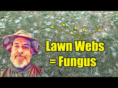 image-Why are there spider webs all over my lawn?