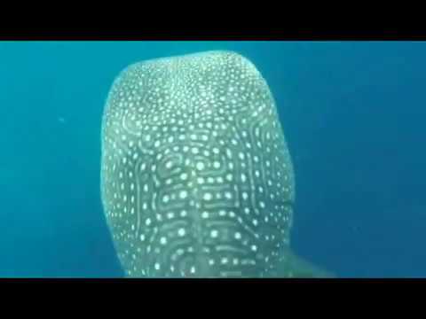 GypsyFingers: 'The Island'