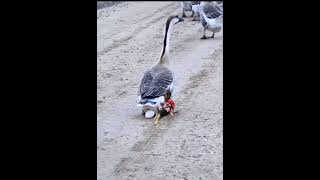 Download lagu anak angsa ajaib #funnyvideo mp3 Download lagu anak angsa ajaib #funnyvideo mp3