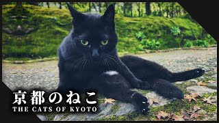 京都のねこ l Cats at Kyoto's Shrines and Temples【Kyoto Cat】