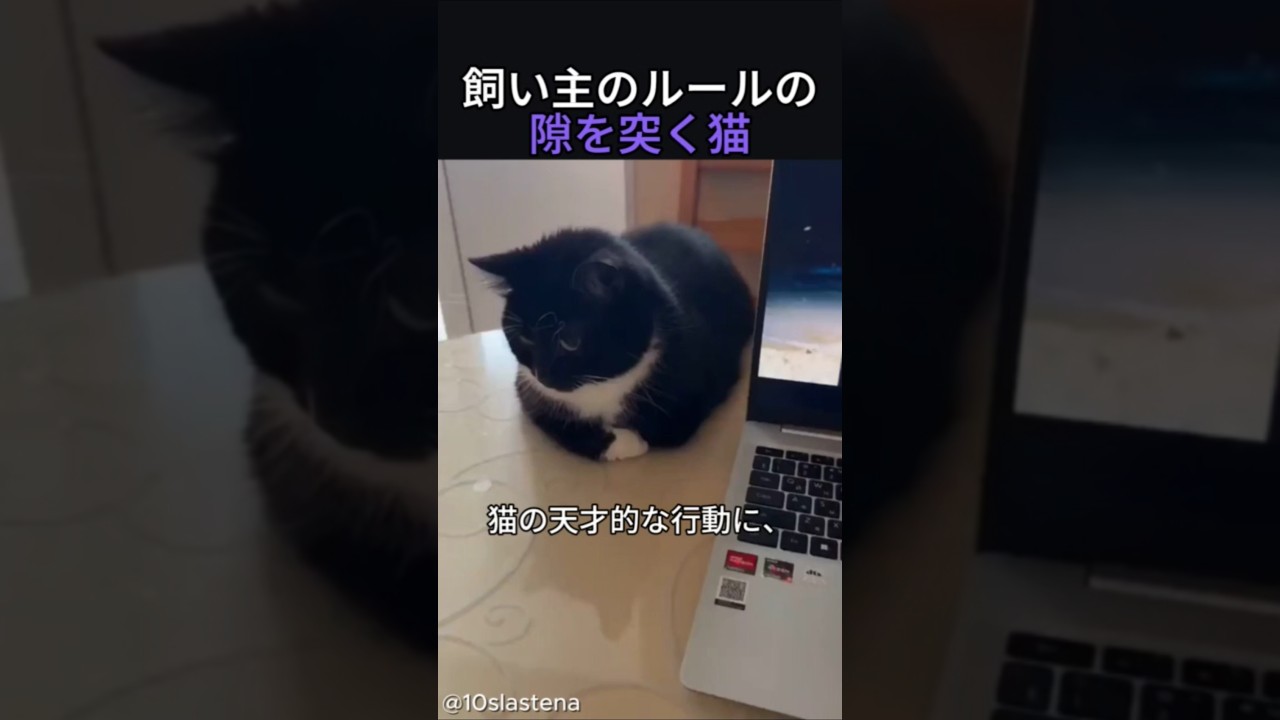 飼い主のルールの隙を突く猫