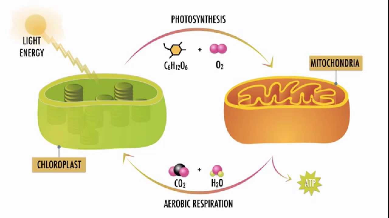 Photosynthesis and Respiration