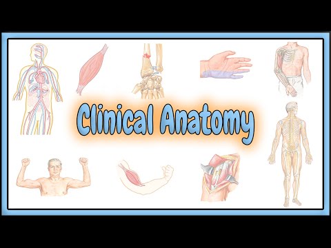 6. Clinical Anatomy || 2D Animation