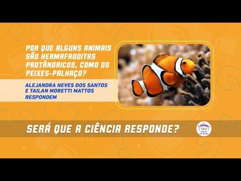 O que faz que alguns animais sejam hermafroditas protândricos, como os peixes-palhaço?