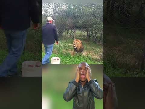 Le lion veut changer de goût 🤣🤣🤣🤣