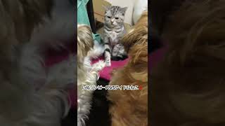いぬゾンビーズVSアイドルねこ⁉️2018.10.28 #犬のいる暮らし #猫のいる暮らし