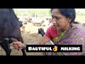 Milking Beautiful