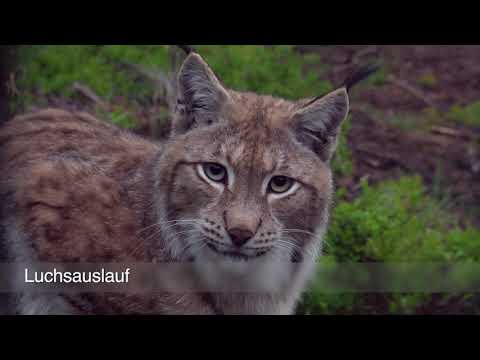Goldsteig Tschechien CZ8 – Bučina – Kašperské Hory