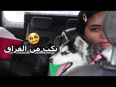 ردة فعلهم في وداع الكلب (صدمة)