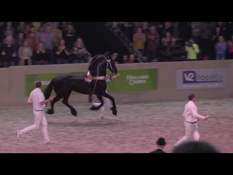 Kampioenschap jongere Hengsten