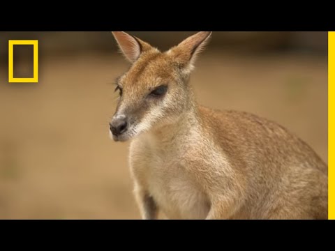 image-How high can a Eastern GREY kangaroo jump?