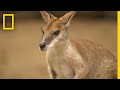The Kangaroo Is The World S Largest Hopping Animal National Geographic