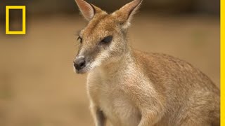 The Kangaroo is the Worlds Largest Hopping Animal 
