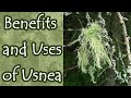 Benefits and Uses of Usnea (Old Man's Beard)