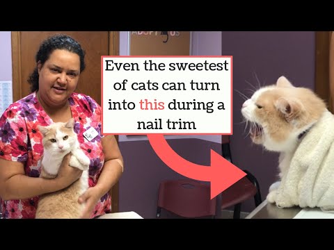 YouTube video about: How to restrain a cat to clip nails?