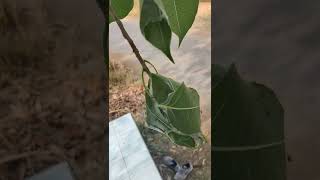 🐜 ant nest in peepal tree...