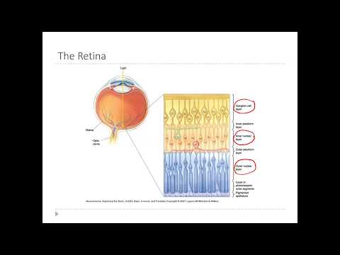 OSSM Neuro Chapter 9 - Layers of the Retina