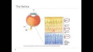OSSM Neuro Chapter 9 - Layers of the Retina