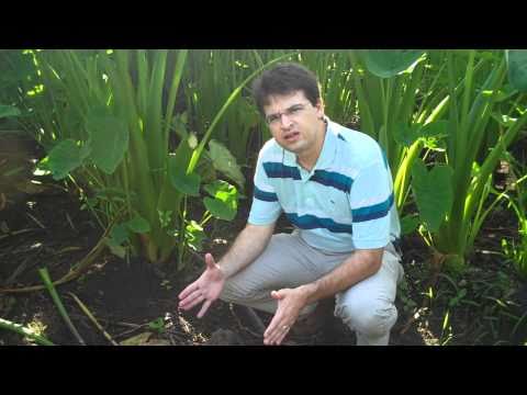 Malanga Coco - Sept. 2010 Harvest Update