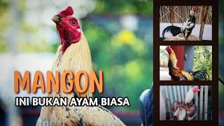 Download lagu THE SECRET OF MANGON CHICKEN K3KU4TAN ‼️ FAST FIGHTING THAT M3M4T1K4N mp3 Download lagu THE SECRET OF MANGON CHICKEN K3KU4TAN ‼️ FAST FIGHTING THAT M3M4T1K4N mp3