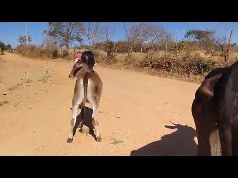 LEVANDO O GADO PRO SÍTIO CAFUNDO MUINCIPIO DE SOLIDÃO PERNAMBUCO BRASIL 