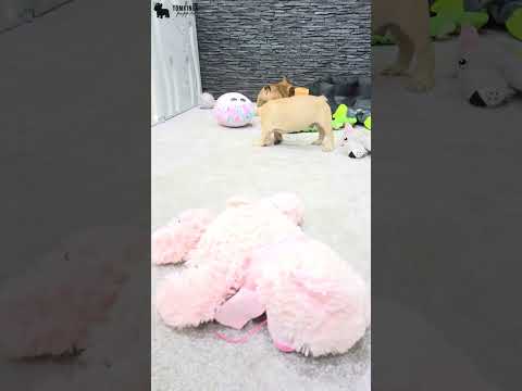 Video 2