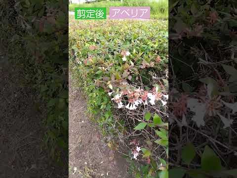 園芸 中国のアベリア