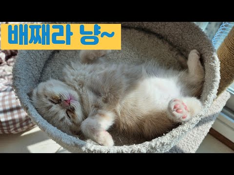 오빠 냥이 졸졸졸 따라다니는 모찌