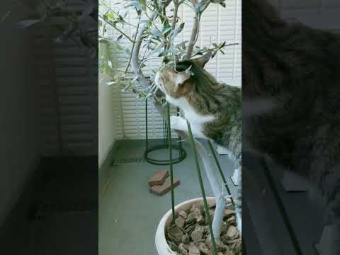 olivier-pot-oliviers-jardinières-brise-vue-naturel-balcon