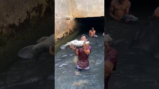 Download lagu panen ikan mas jumbo disubang #ikanmas #shorts mp3