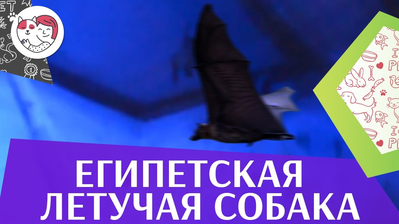 Египетская летучая собака или нильский крылан на ilikepet