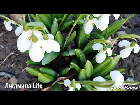 Весеннее небо и цветы.Релакс.Красивая музыка.