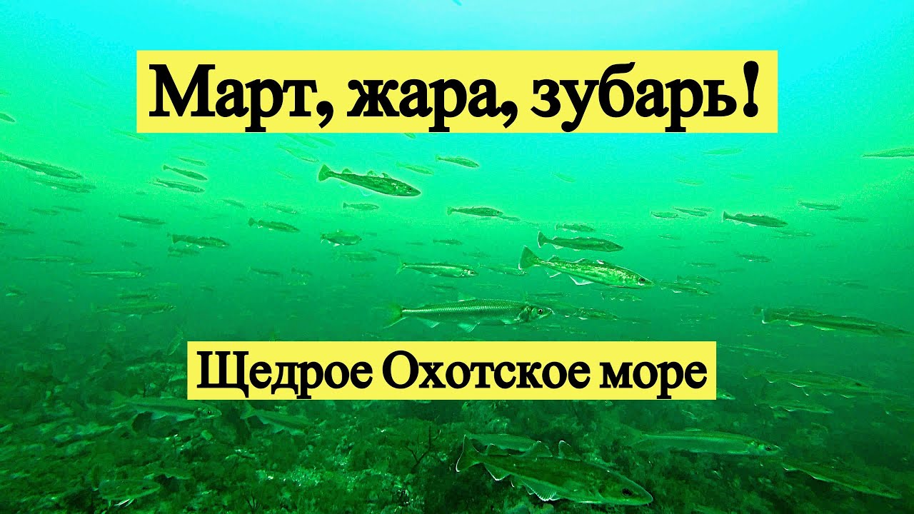 Март, жара, зубарь! Щедрое Охотское море. Подводная съёмка!