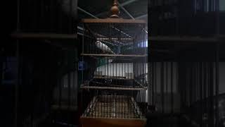 Download lagu Kenari pocong joget-joget pas subuh 'Milky Way' mp3