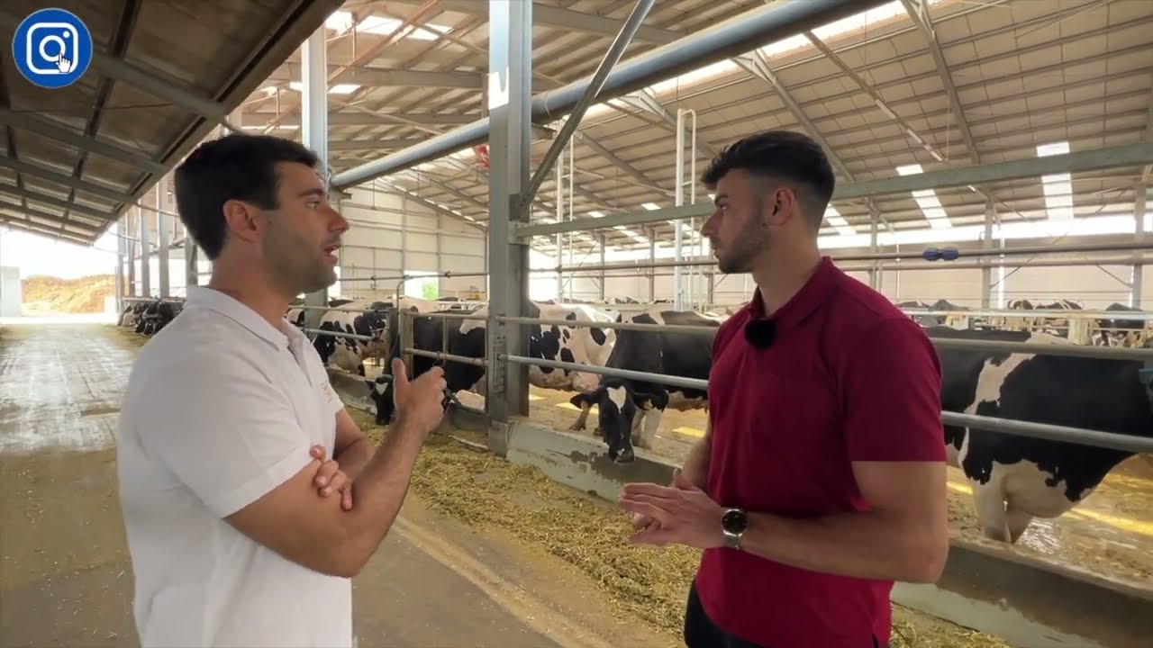 COMO ELES PRODUZEM LEITE SEM SILAGEM DE MILHO E PRÉ-SECADO