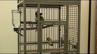 Kili Senegal Parrot - Early Vocalizations and Cat Call
