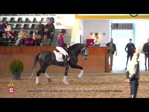 1 Oráculo por João Pedro Rosa