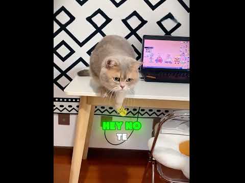¿Es posible que este gatito tan fiel haya ido por iniciativa propia a calentar fríos de su dueño?